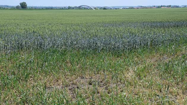 Hraboš polní páchá škody na ječmeni a ozimé pšenici. Ilustrační foto