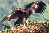 Anežka, mládě orla skalního na Libavé