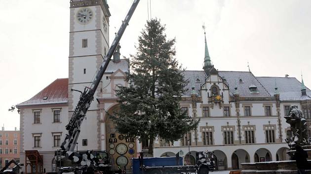 Kácení vánočního stromu v Olomouci - 8. ledna 2016