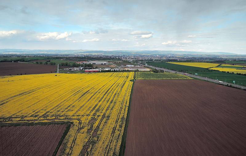 Řepkové pole u Nedvězí na jižním okraji Olomouce