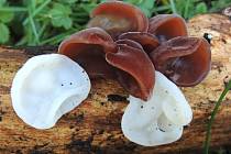 Unikát! Na Přerovsku roste "albínská" podoba Ucha Jidášova - běžné jedlé houby