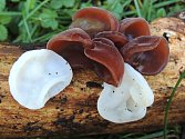Unikát! Na Přerovsku roste "albínská" podoba Ucha Jidášova - běžné jedlé houby