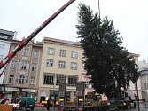 Přípravy na usazení vánočního stromu.