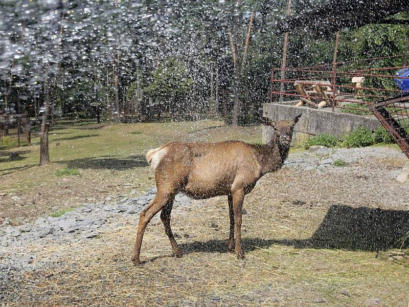 Sprchování zvířat v olomoucké zoo na Svatém Kopečku.