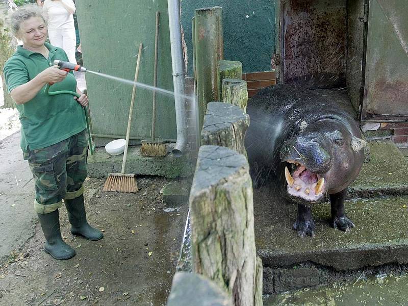 Sprchování zvířat v olomoucké zoo na Svatém Kopečku.