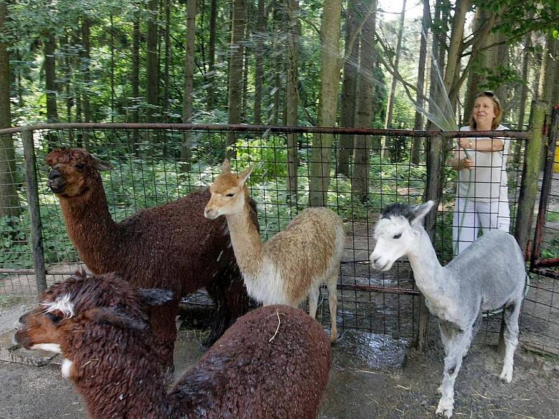 Sprchování zvířat v olomoucké zoo na Svatém Kopečku.