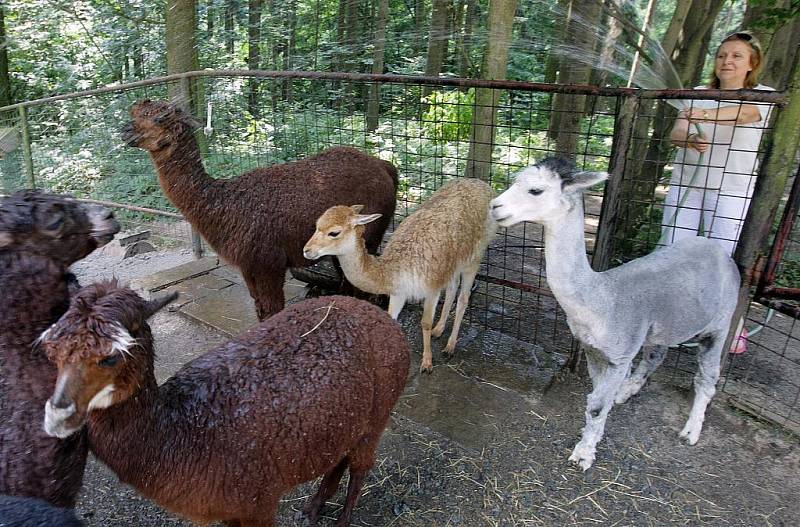 Sprchování zvířat v olomoucké zoo na Svatém Kopečku.