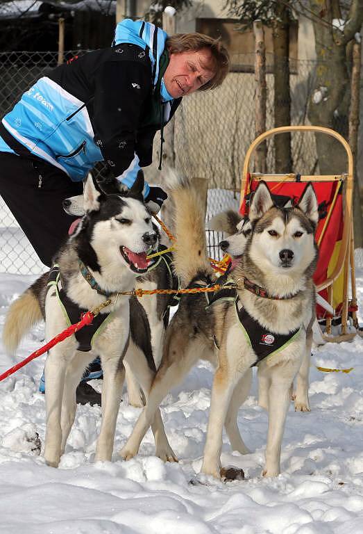 Sibiřští husky a jejich musher Jaroslav Charouz z Komárova