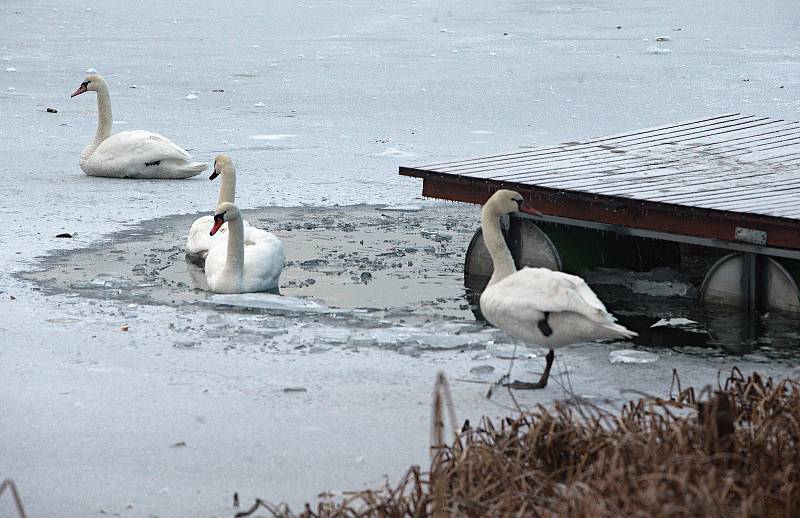 Leden 2019. Zamrzlé přírodní koupaliště Poděbrady