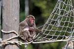 Nová mláďata u makaků v olomoucké zoo