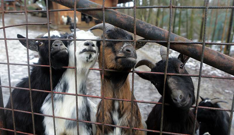 Uzavřená Zoo Olomouc na začátku února 2021