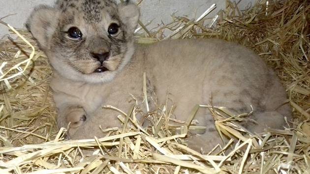 Jediné přeživší lvíče v olomoucké zoo