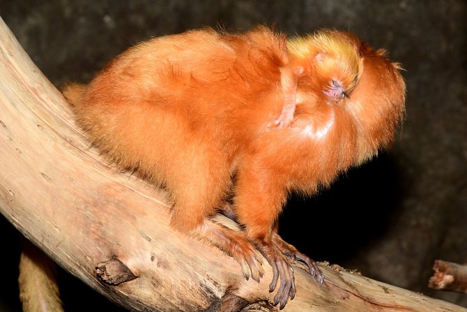 Zoo Olomouc, do skupiny lvíčků zlatých se narodila dvojčata.