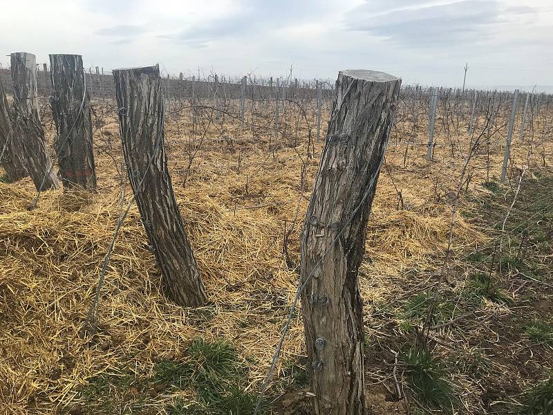 Koňský hnůj slouží nejen jako zdroj živin pro vinnou révu, ale zadržuje vláhu a brání růstu plevele. (Odrlice 22.2. 2020)