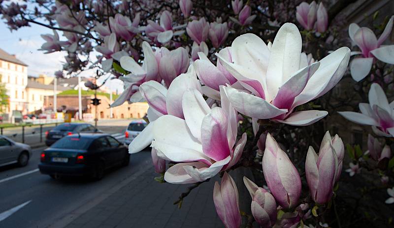 Kvetoucí magnolie na třídě Svobody v Olomouci