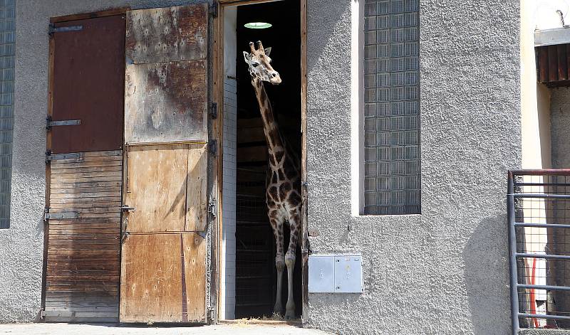 Žirafátko Sarifa narozené 26. dubna 2020 v olomoucké zoo