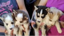 Organizovaná skupina ze Šternberka prodává psy nejasného původu, u kterých hrozí vážné zdravotní komplikace i úmrtí. Veterináři varují chovatele.