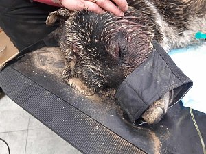 Postřelený pes nalezený u Libiny při ošetření na veterinární klinice v Litovli