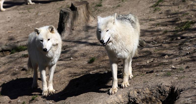 Zoologická zahrada Olomouc v době nouzového stavu