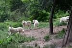 Safari Amerika v olomoucké zoo na Svatém Kopečku, 17. 6. 2020