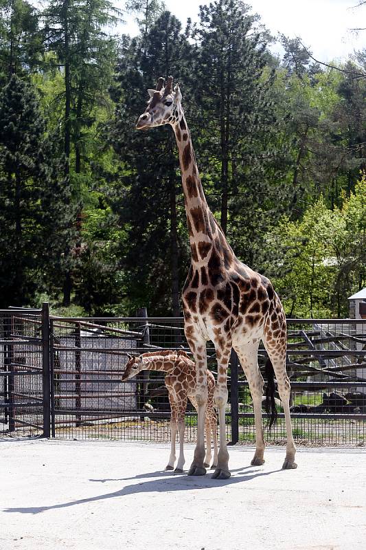 Žirafátko Sarifa narozené 26. dubna 2020 v olomoucké zoo