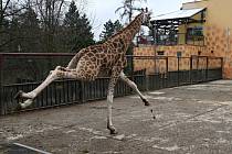 Z polské zoo v Opole přicestoval do Olomouce žirafí samec.