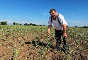 V Blatci chystají samosběr česneku. Počasí plodině přálo a před sklizní vypadá velmi dobře, ukazuje farmář Leon Vlček, 7. června 2022