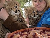 Křtiny gepardích mláďat v Zoo Olomouc