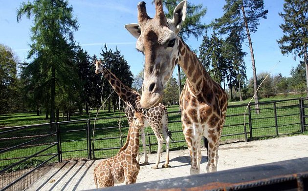 Žirafí sameček Salongo v olomoucké zoo