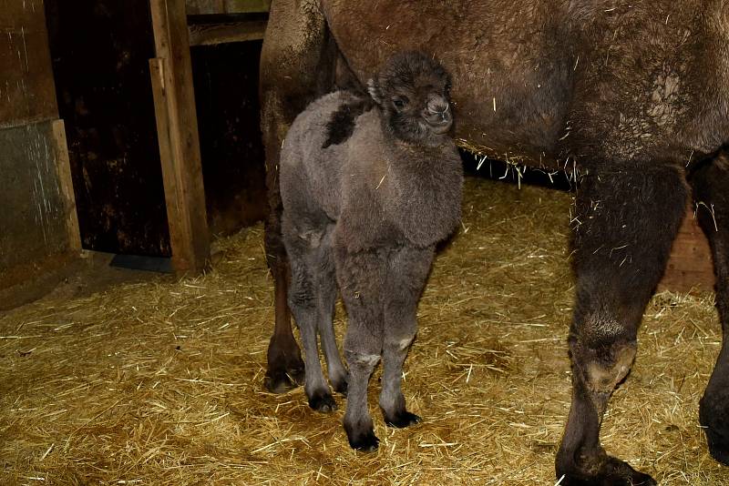 V olomoucké zoo na Sv. Kopečku se narodilo mládě velblouda dvouhrbého.