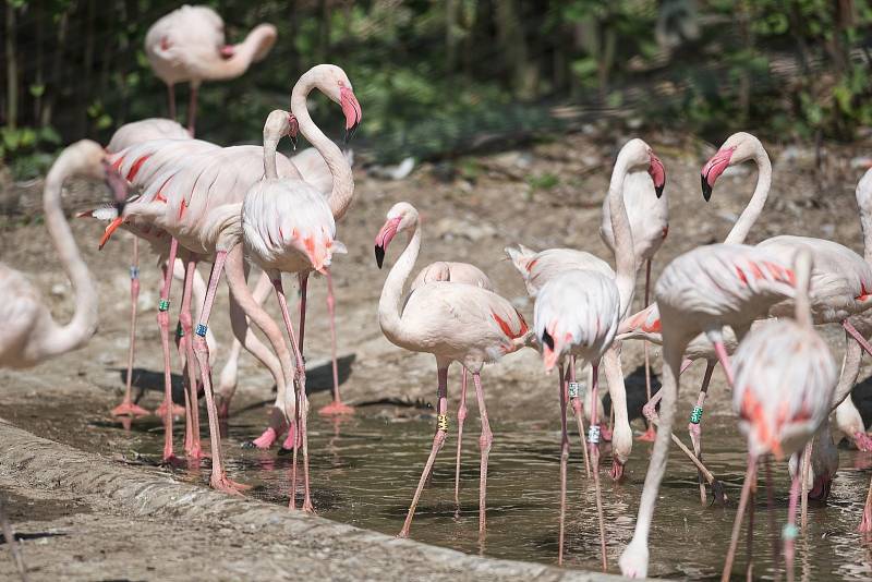 Hezké počasí a bezpočet čerstvě narozených mláďat jsou výzvou k procházce po zoo.