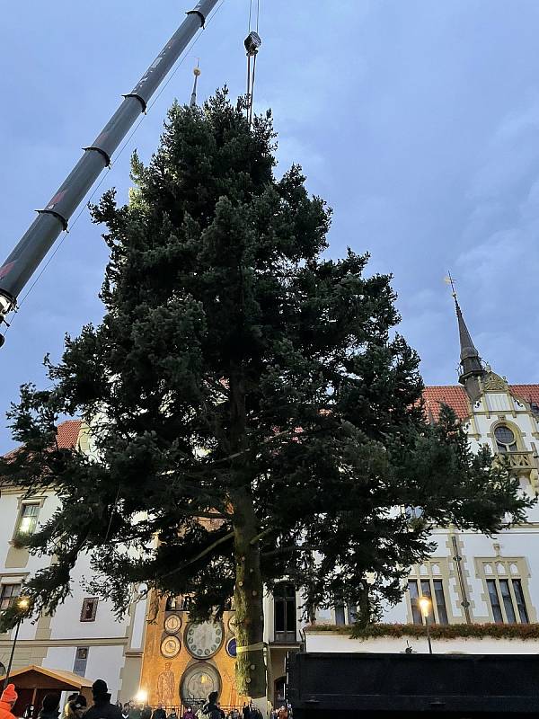 Olomouc už má svoji vánoční jedli. Dorazila z Hluboček. 7. listopadu 2021