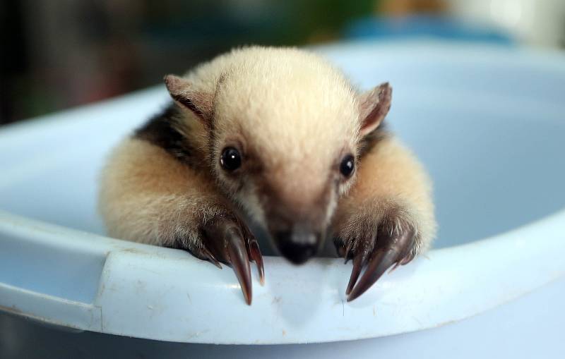 Mládě mravenečníka čtyřprstého v olomoucké zoo