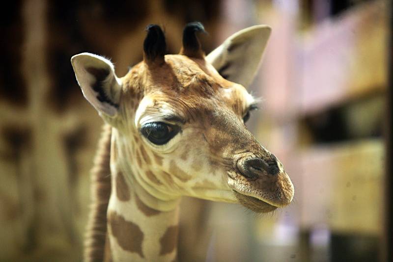 Žirafátko Sarifa narozené 26. dubna 2020 v olomoucké zoo
