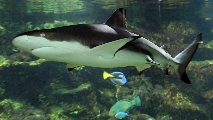 Samice žraloka černoploutvého z hodonínské zoo, která po ničivém tornádu přijde o pavilon akvárií, našla domov v Zoo Olomouc