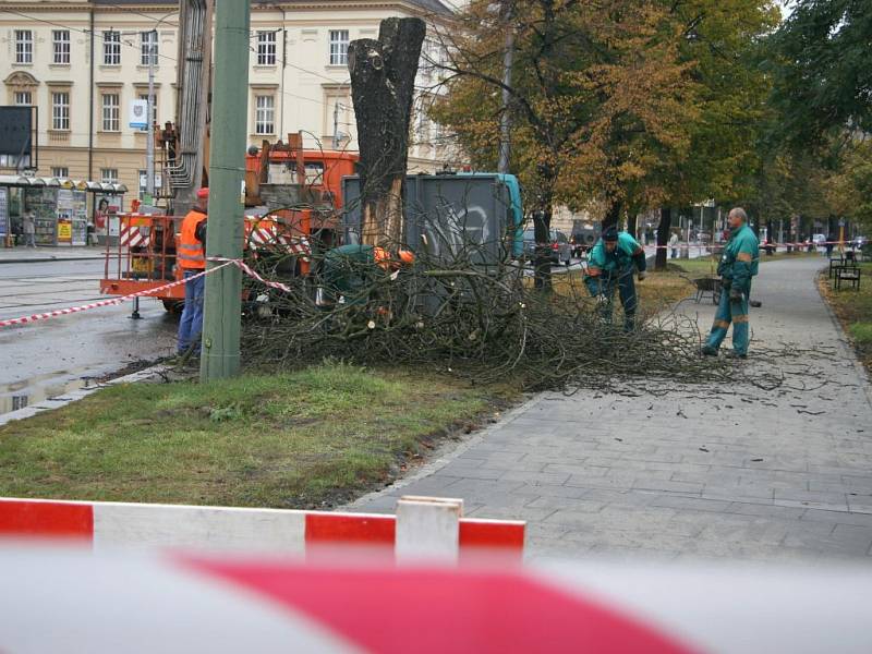 Kácení uschlého kaštanu na třídě Svobody