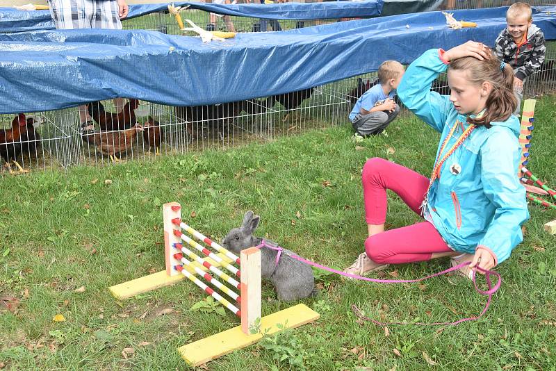 Králíci, holubi, kohouti či perličky. Nejkrásnější zvířata z Olomouckého kraje zamíří na Evropsko