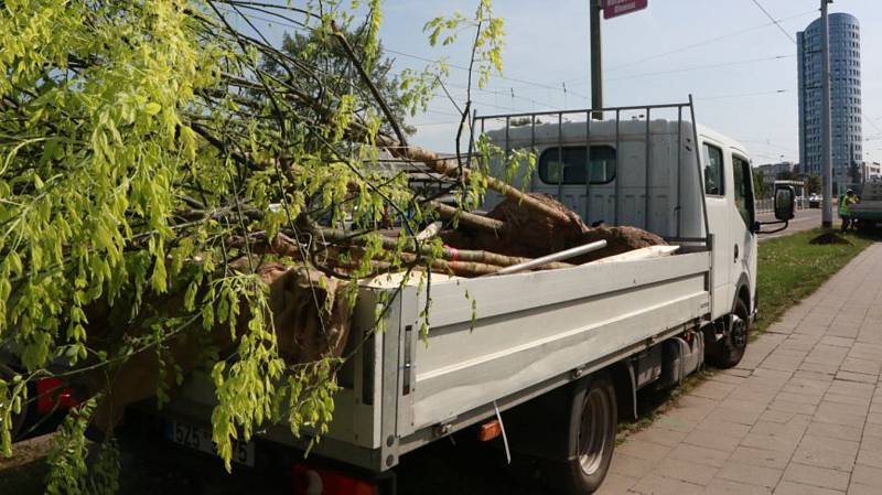 S pomocí evropských dotací se  nyní začínají vracet stromy do ulice Lipenské i na třídu Kosmonautů v Olomouci