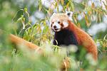 Zoo Olomouc se rozrostla o pandy červené.