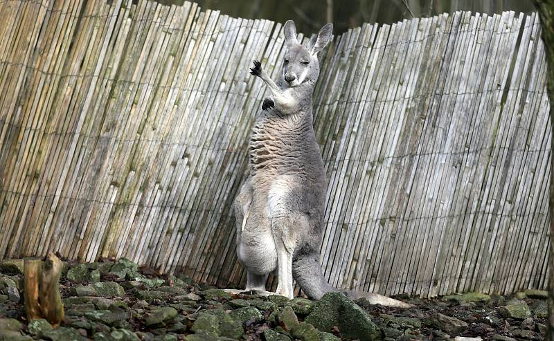 Uzavřená Zoo Olomouc na začátku února 2021