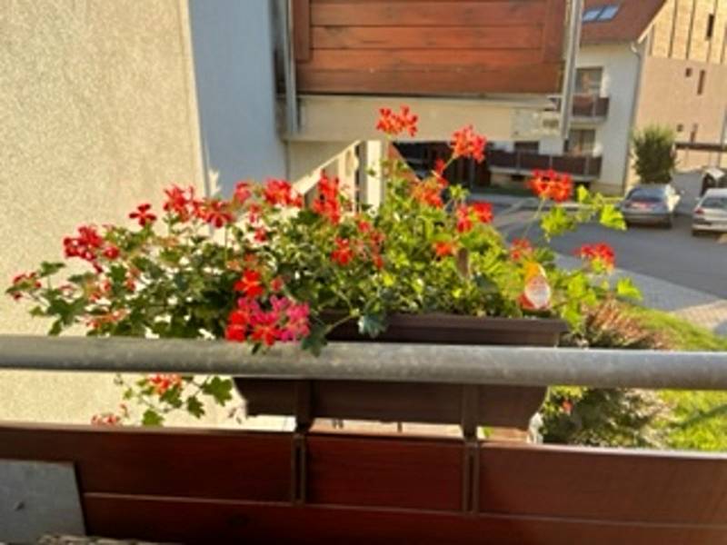 Moje terasa vyzdobená květinami a dalšími doplňky.