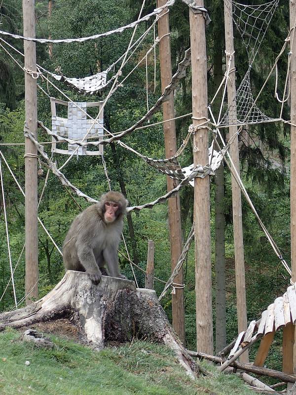 Vyřazené hasičské hadice využijí primáti v Zoo Olomouc.