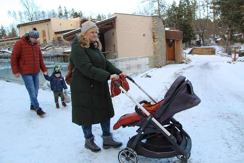 Procházka zasněženou ZOO na Svatém Kopečku - 22. 1. 2022