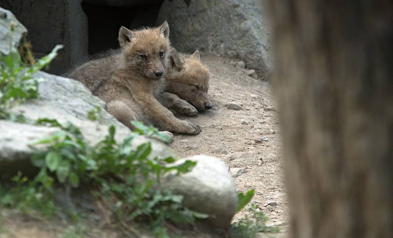 Mláďata ve výběhu vlků Hudsonových v olomoucké zoo