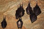 Počítání netopýrů v Javoříčských jeskyních