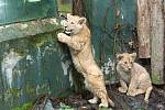 Basty a Terry, mláďata lva berberského v olomoucké zoo