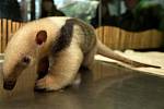 Mládě mravenečníka čtyřprstého v olomoucké zoo