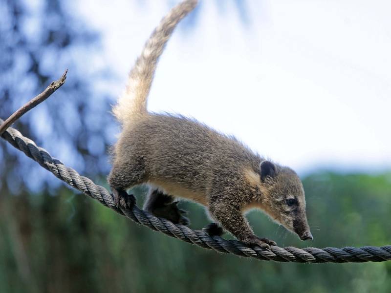 Nosálí mláďata v olomoucké zoo