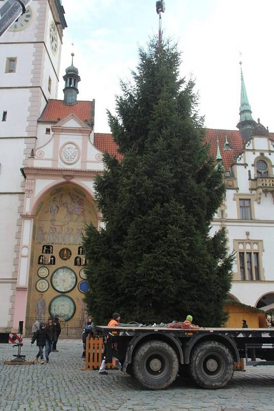 Krásný mohutný smrk dorazil v neděli z Dubu nad Moravou na olomoucké Horní náměstí. Příští neděli bude slavnostně rozsvícen a dostane své jméno.