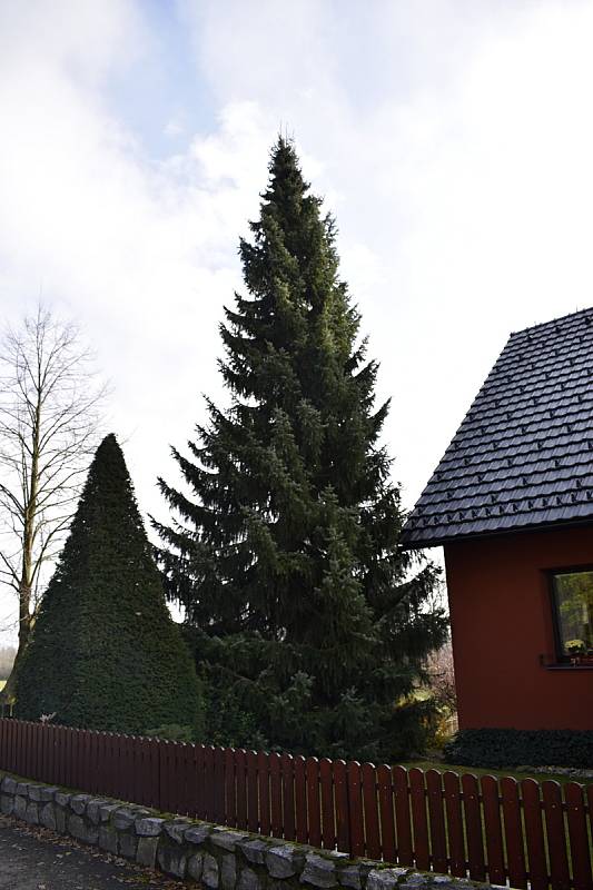 Vánoční strom, který letos ozdobí náměstí T. G. Masaryka roste zatím v Lipové.